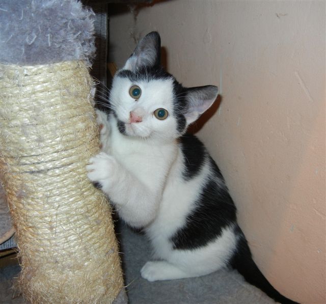 Adoptusie. Śnieżne Malce - już w domach :)