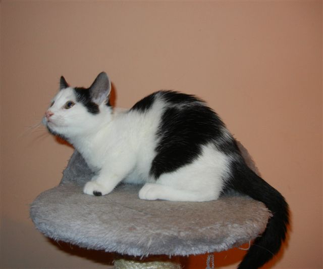 Adoptusie. Śnieżne Malce - już w domach :)