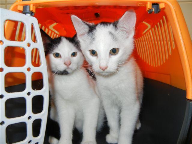 Adoptusie. Śnieżne Malce - już w domach :)