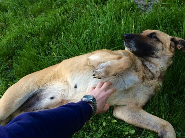 Adoptusie. Zofia - porzucona sunia czeka na dom