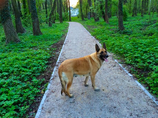 Adoptusie. Zofia - porzucona sunia czeka na dom