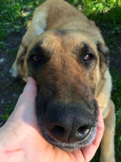Adoptusie. Zofia - porzucona sunia czeka na dom