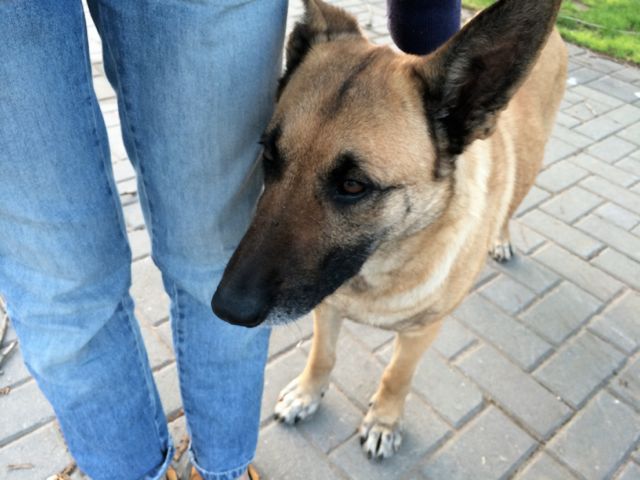 Adoptusie. Zofia - porzucona sunia czeka na dom