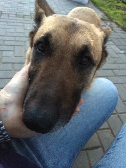 Adoptusie. Zofia - porzucona sunia czeka na dom