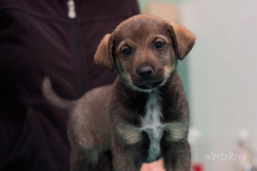 Adoptusie. Odratowane szczenięta wszystkie w swoich domach!