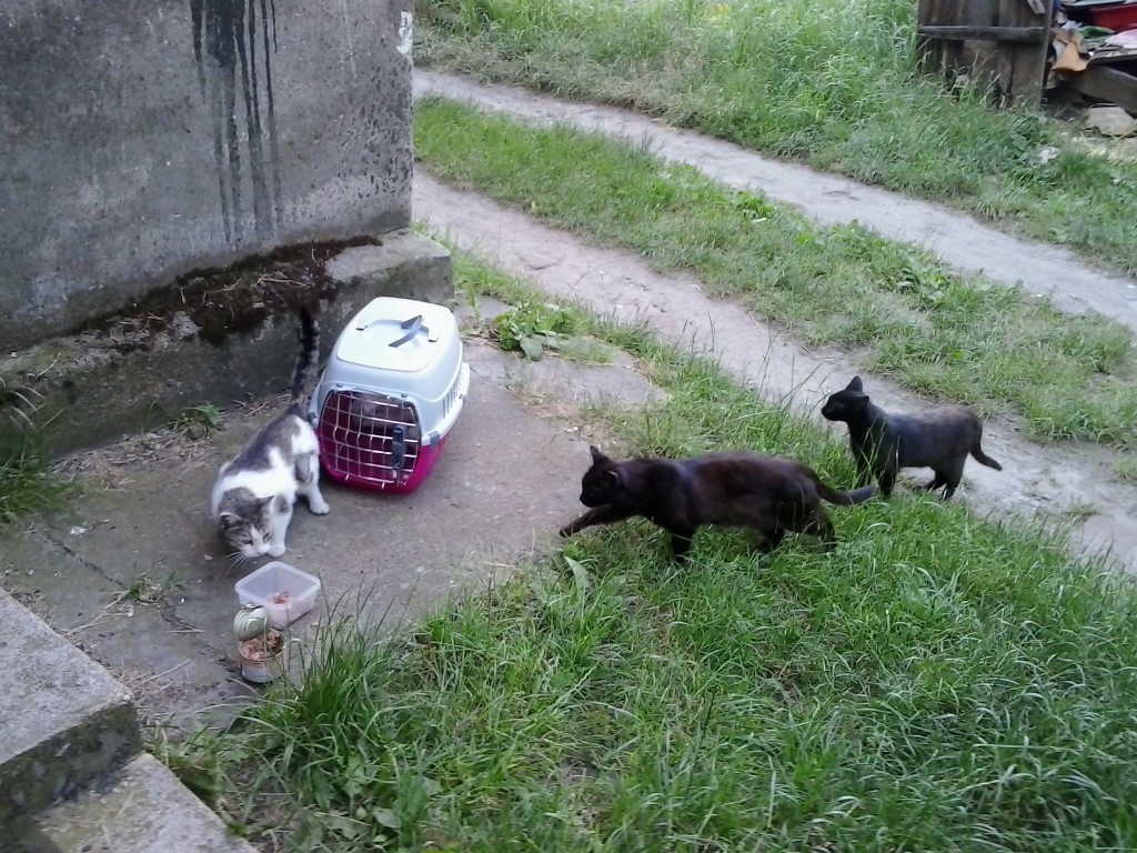Kocia rodzinka z bałuckiego podwórka. Kasia wróciła do domu:-) Marcyś i Zosia pojechali na badania