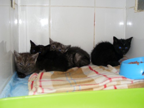 Prychacze - już w DS :)