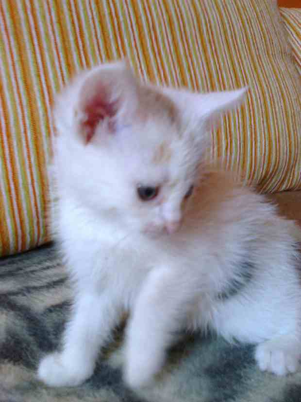 Adoptusie. Irys przylepka i Różyczka w domach :)