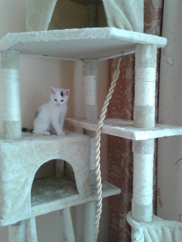 Adoptusie. Irys przylepka i Różyczka w domach :)