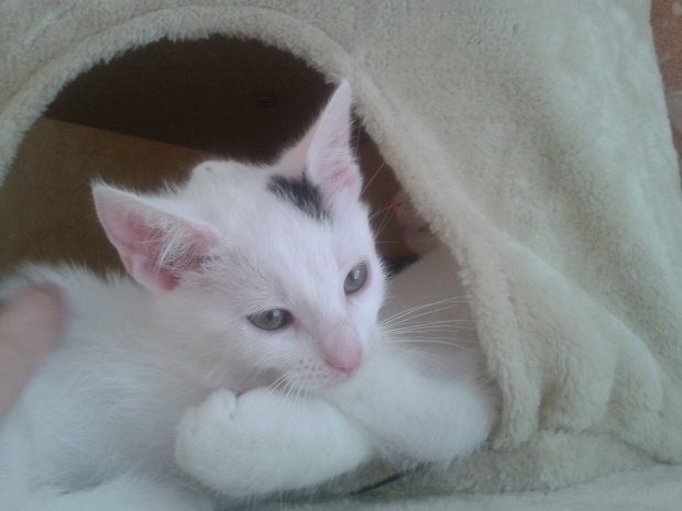Adoptusie. Irys przylepka i Różyczka w domach :)