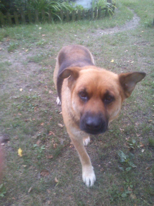 Adoptusie. Bystra - do pilnej adopcji