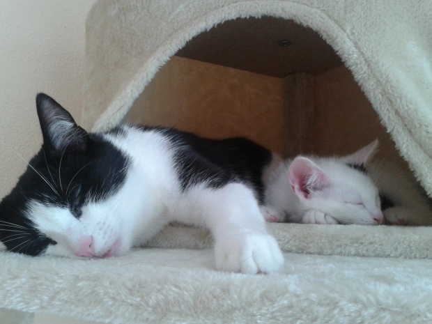 Adoptusie. Irys przylepka i Różyczka w domach :)