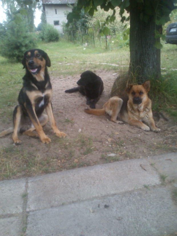 Adoptusie. Bystra - do pilnej adopcji