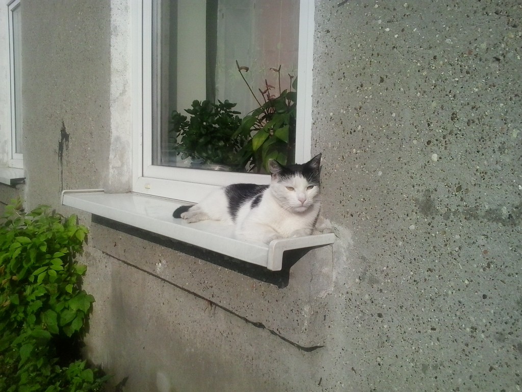 Kocia rodzinka z bałuckiego podwórka. Kasia wróciła do domu:-) Marcyś i Zosia pojechali na badania