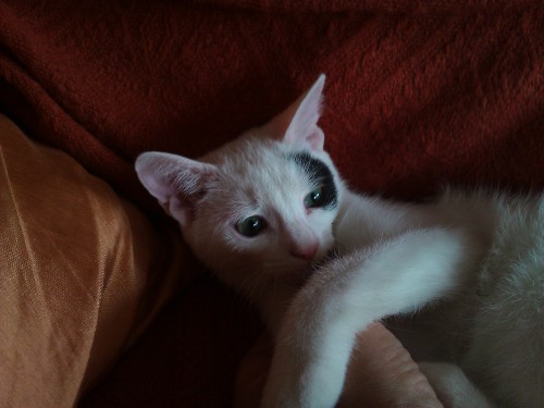 Adoptusie. Balbinka