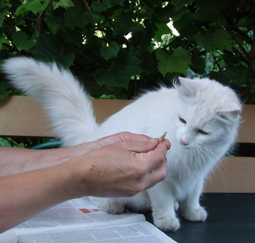Adoptusie. Bella - kotka, jak z bajki. Już w domu :)