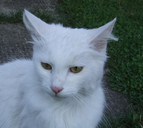 Adoptusie. Bella - kotka, jak z bajki. Już w domu :)