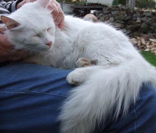 Adoptusie. Bella - kotka, jak z bajki. Już w domu :)