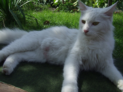 Adoptusie. Bella - kotka, jak z bajki. Już w domu :)