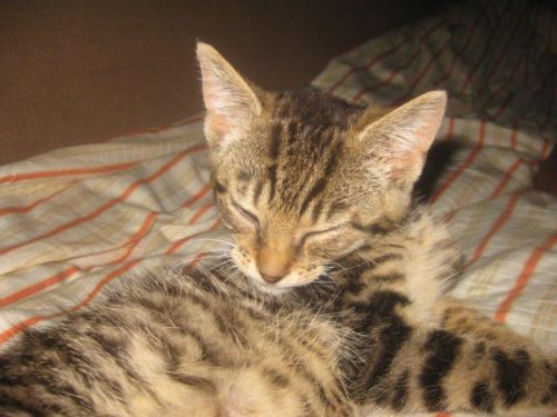 Adoptusie. Kropeczka - słodka, malutka buraska już w domu