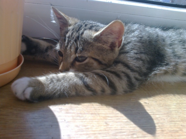 Adoptusie. Lilo. Już w domu :)