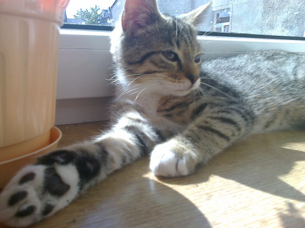 Adoptusie. Lilo. Już w domu :)