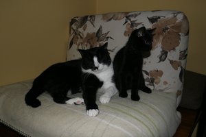 3 x M - Marylka, Milenka i Malwinka w domach :)