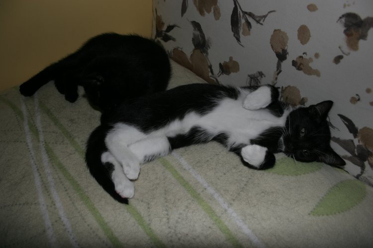 3 x M - Marylka, Milenka i Malwinka w domach :)