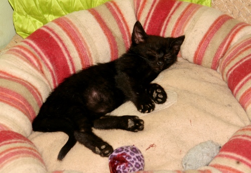 Adoptusie. Smarkaś - za jeden uśmiech skradnie Twoje serce - nareszcie w domu :)