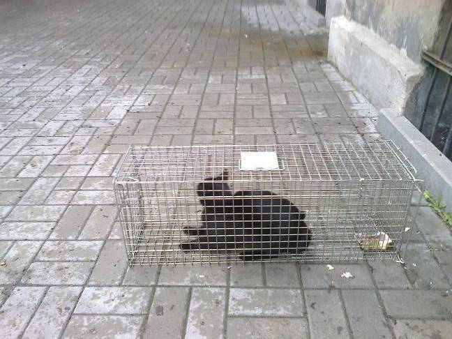 Kolejne sterylizacje na Bałutach, tym razem ul. Zgierska