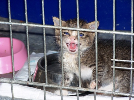 Adoptusie. Malutek - minikotek w poszukiwaniu szczęścia. Już w domu :)