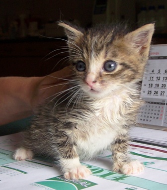 Adoptusie. Malutek - minikotek w poszukiwaniu szczęścia. Już w domu :)