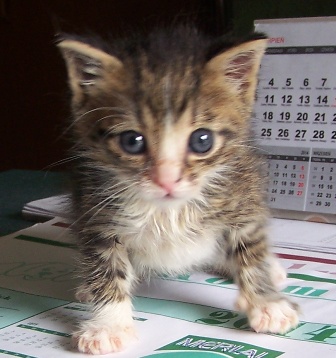 Adoptusie. Malutek - minikotek w poszukiwaniu szczęścia. Już w domu :)