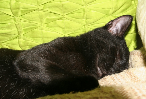Adoptusie. Smarkaś - za jeden uśmiech skradnie Twoje serce - nareszcie w domu :)