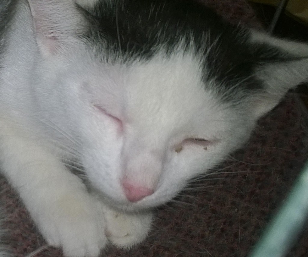 Milka i Nuka - w domach :)