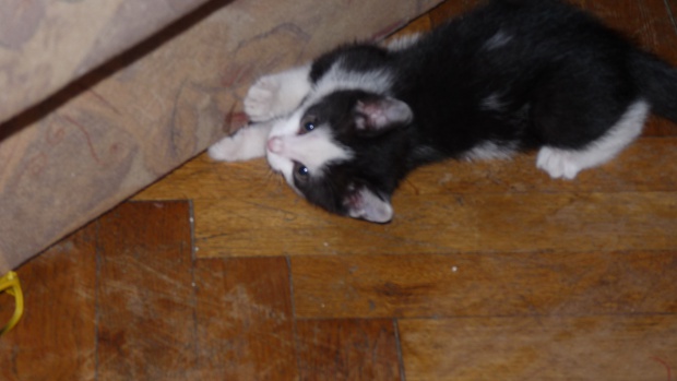 Adoptusie. Leon i Luis. Już w domu :)