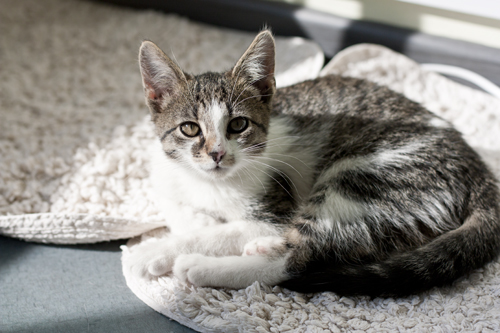 Adoptusie. Bianka – mała arysKOTratka. Już w domu :)