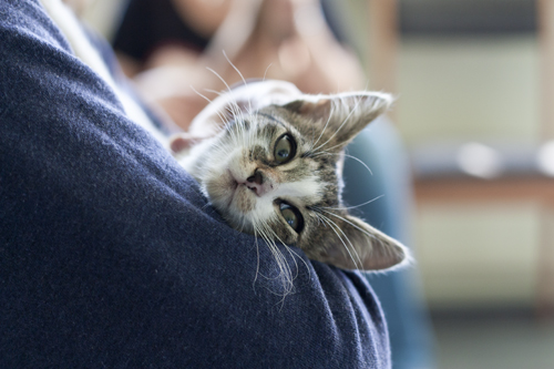 Adoptusie. Bianka – mała arysKOTratka. Już w domu :)