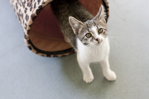 Adoptusie. Bianka – mała arysKOTratka. Już w domu :)