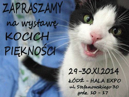 Wszystkich miłośników kotów zapraszamy na wystawę kociej arystokracji :)