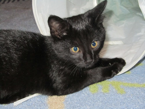 Adoptusie. Uwaga! Tu mówi Alex. Już w domu :)