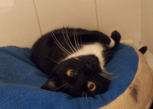 Adoptusie. Małgosia - do trzech razy sztuka. Już w domu :)