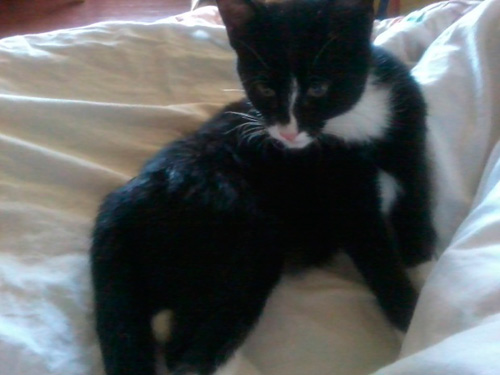Adoptusie. Fifek