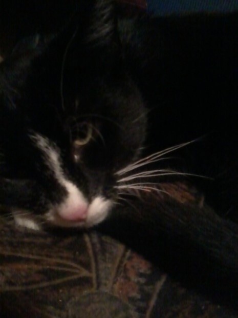 Adoptusie. Fifek