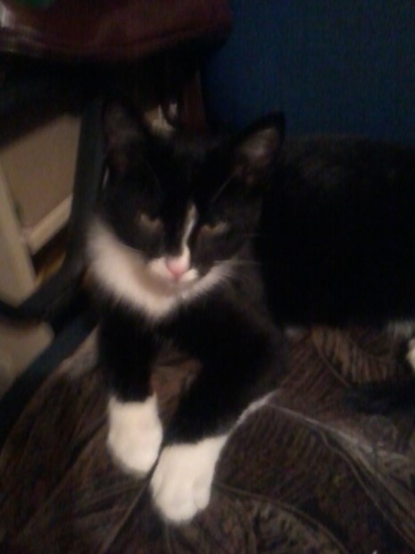 Adoptusie. Fifek