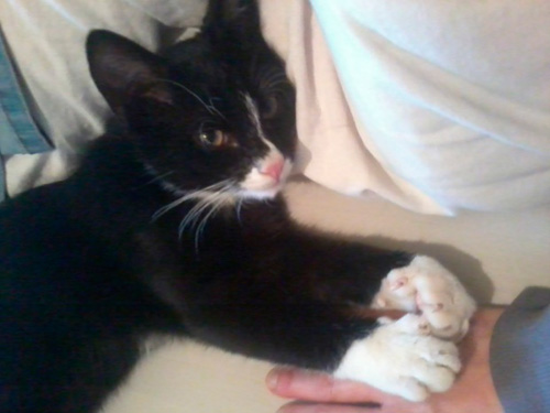 Adoptusie. Fifek