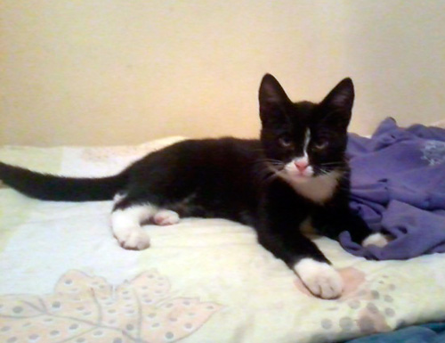 Adoptusie. Fifek
