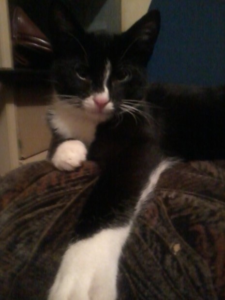 Adoptusie. Fifek