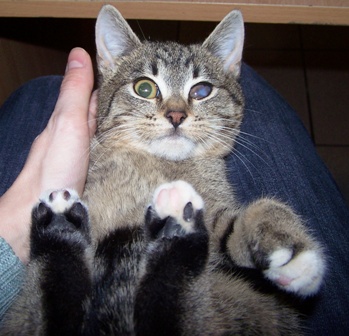 Adoptusie. Myszkin - kociak po przejściach - w domu :)