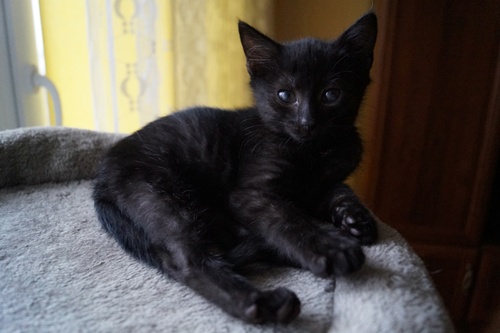 Adoptusie. Śliczny. Już w domu :)